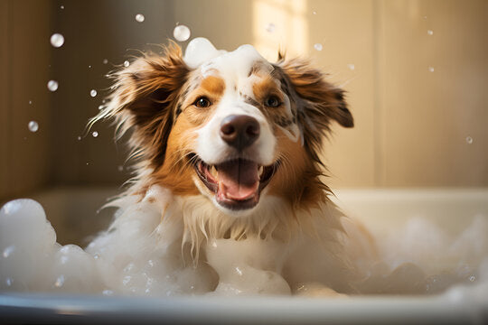 PierrePablo™: Revealing the Best Dog Shampoo for Smell – A Multi-Day Freshness Experience!
