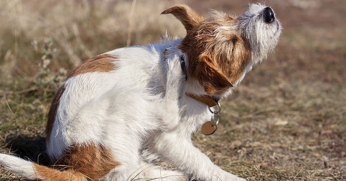 Soothing Suds: Finding the Best Dog Shampoo for Itchy Skin