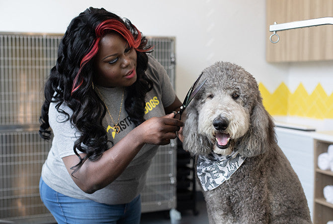 Unveiling the Secrets: What Dog Shampoo Do Groomers Use?